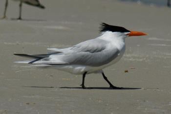 Caspian tern Caspian Tern Outdoor Alabama