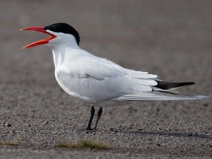 Caspian tern Caspian Tern Identification All About Birds Cornell Lab of