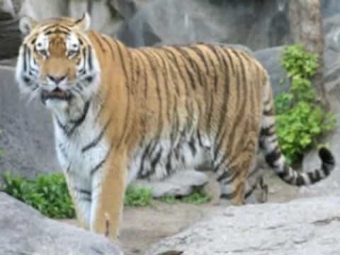 Caspian tiger The Caspian Tiger YouTube