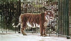 Caspian tiger Caspian tiger Wikipedia