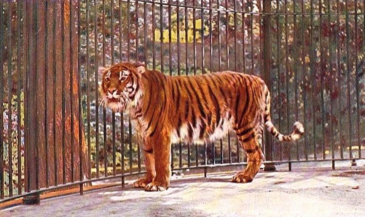 Caspian tiger 1000 ideas about Caspian Tiger on Pinterest Extinct animals