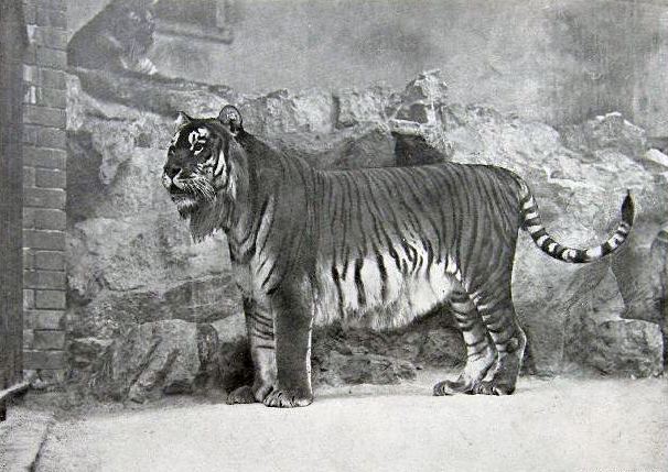 Caspian tiger httpsuploadwikimediaorgwikipediacommons88
