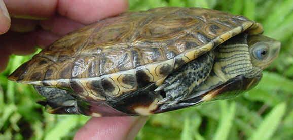 Caspian turtle Caspian Turtle Mauremys caspica FactSheet