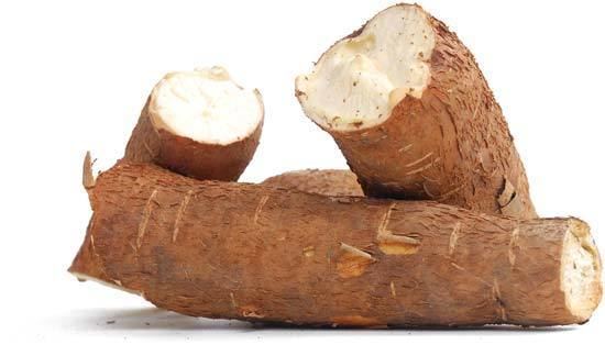 Cassava cassava plant Britannicacom