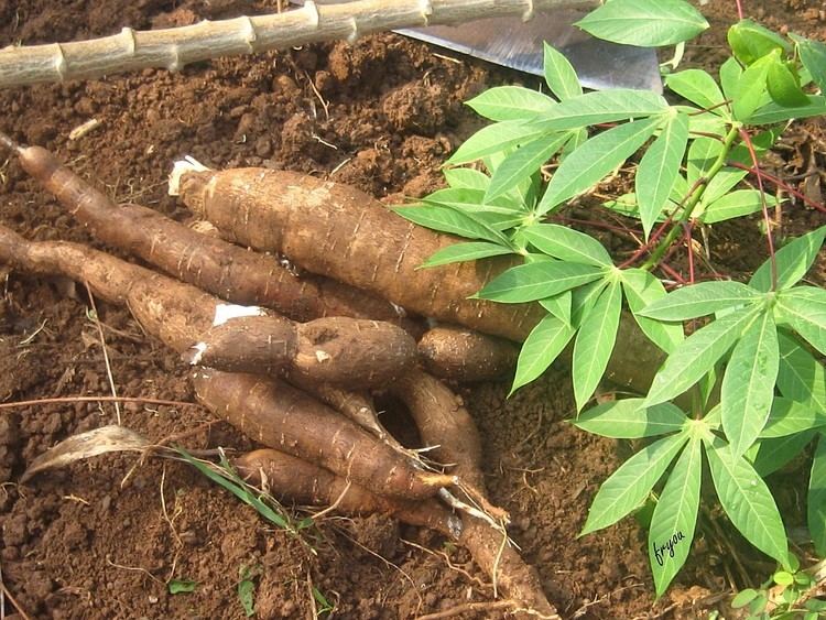 Cassava cassava Archives AgroNigeria