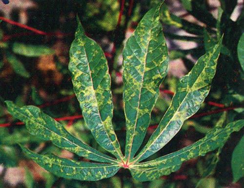 Cassava mosaic virus Cassava mosaic disease