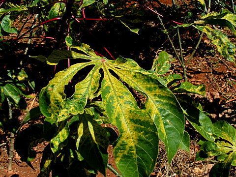 Cassava mosaic virus Case Study 4 Cassava Mosaic disease