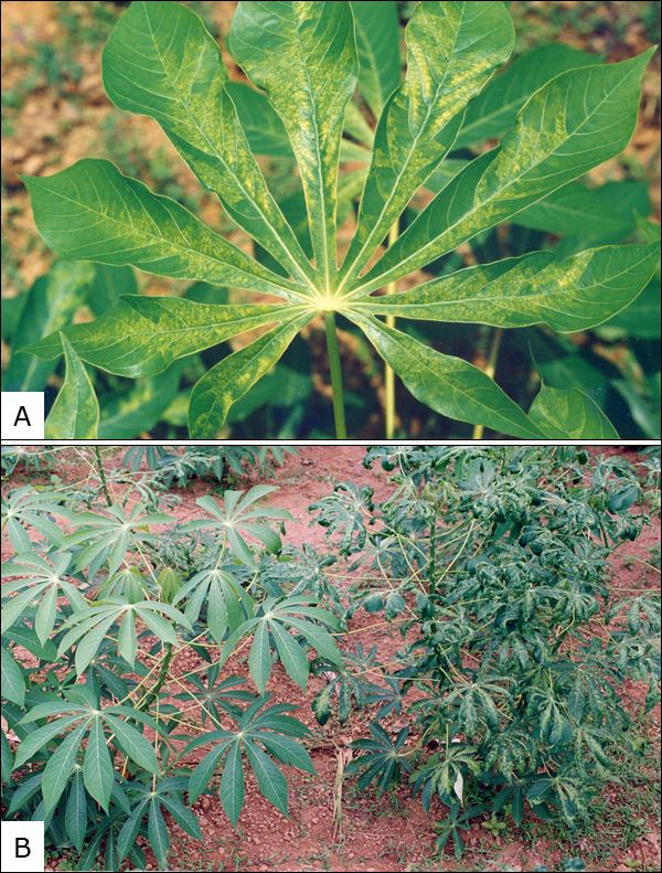 Cassava mosaic virus Cassava infected with Indian cassava mosaic virus