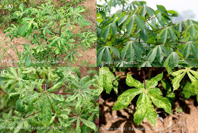 Cassava mosaic virus Cassava Mosaic Disease A Curse to Food Security in SubSaharan Africa