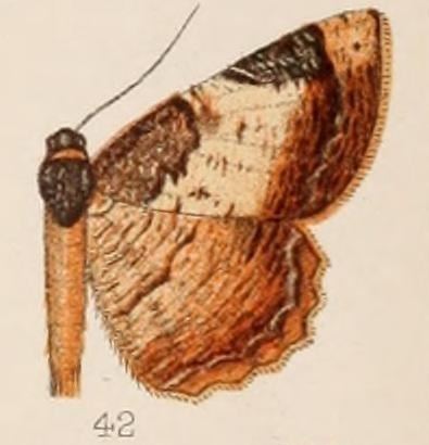 Cassephyra cyanosticta