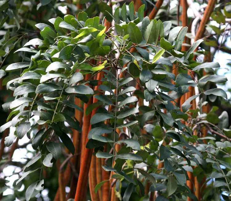 Cassia abbreviata Flora of Zimbabwe Cultivated species information individual