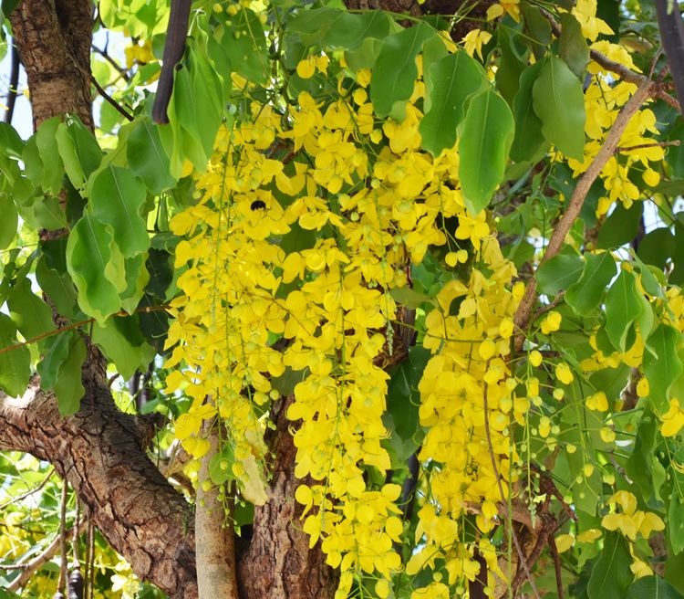 Cassia fistula Golden Shower Tree Cassia fistula Seeds