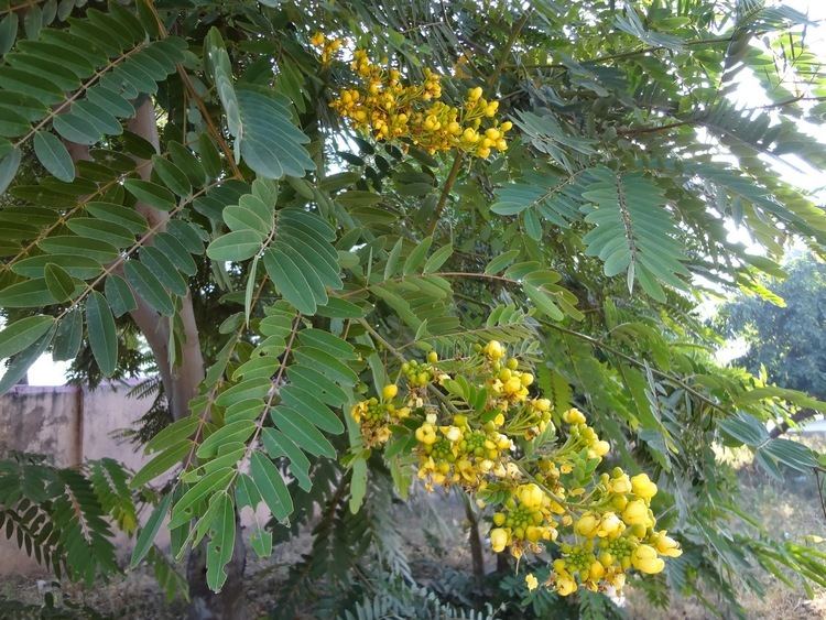 Cassia (genus) 67 Cassia or Senna beauty remedy for many illnesses Herbal remedies