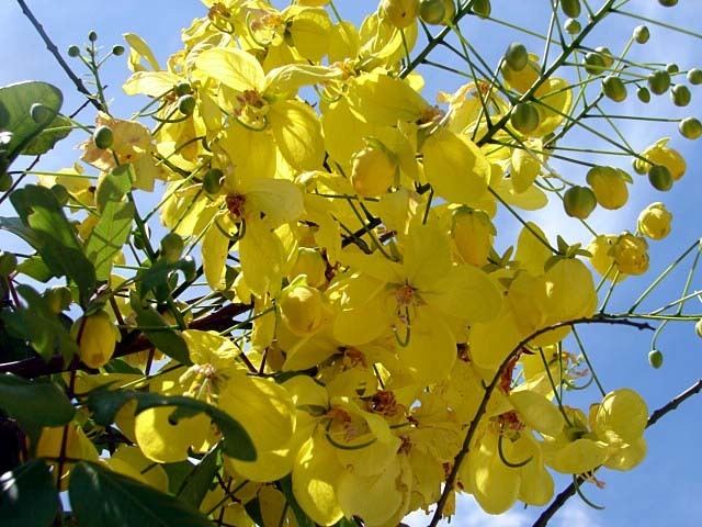 Cassia (genus) Golden Shower Tree Golden Rain Tree Senna Fistula X Cassia fistula