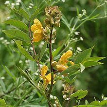 Cassia (genus) httpsuploadwikimediaorgwikipediacommonsthu