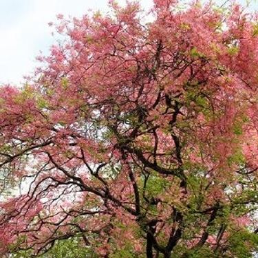 Cassia grandis Cassia grandis Cassia Pink Tree Flowering Trees Buy Online from