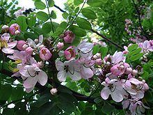 Cassia javanica httpsuploadwikimediaorgwikipediacommonsthu