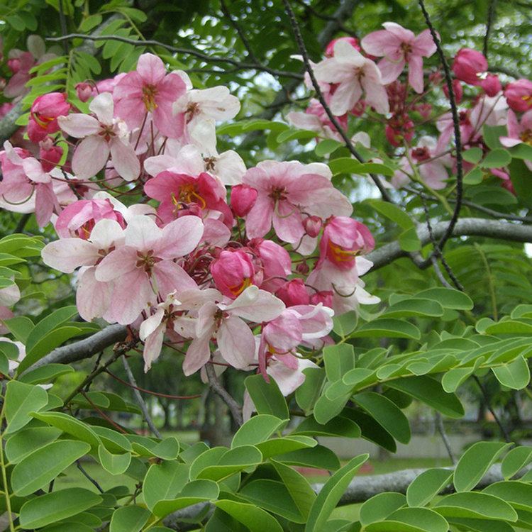 Apple Blossom Cassia Tree Seeds Cassia javanica 25+Seeds 