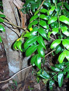 Cassia marksiana httpsuploadwikimediaorgwikipediacommonsthu