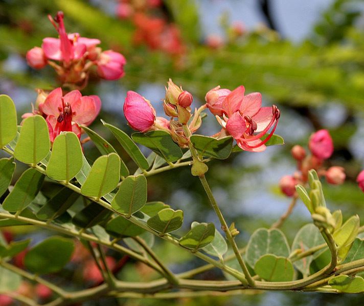 Cassia roxburghii FileCassia roxburghii Red Cassia in Hyderabad W IMG 8953jpg