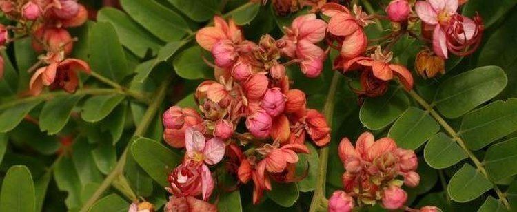 Cassia roxburghii Ceylon Senna Red Cassia Cassia roxburghii