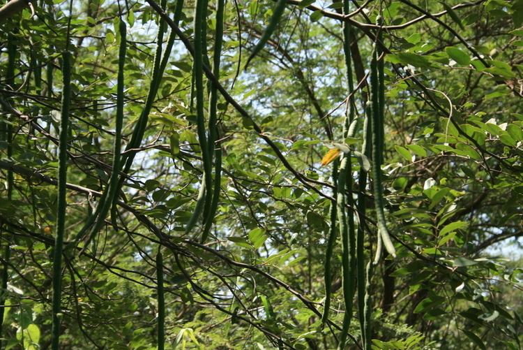 Cassia sieberiana Central African Plants A Photo Guide Cassia sieberiana DC