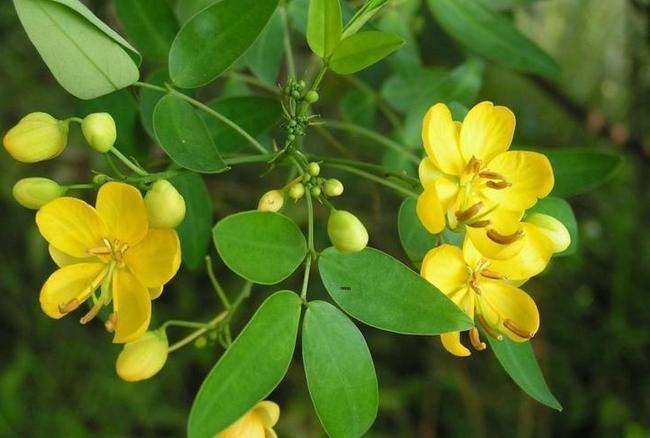 Cassia tora Blog from Mundanat Cassia ToraA medicinal Herbas well as food