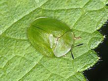 Cassida viridis httpsuploadwikimediaorgwikipediacommonsthu