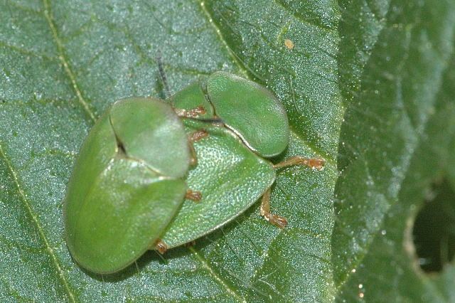 Cassida viridis Grn skldbagge Wikipedia