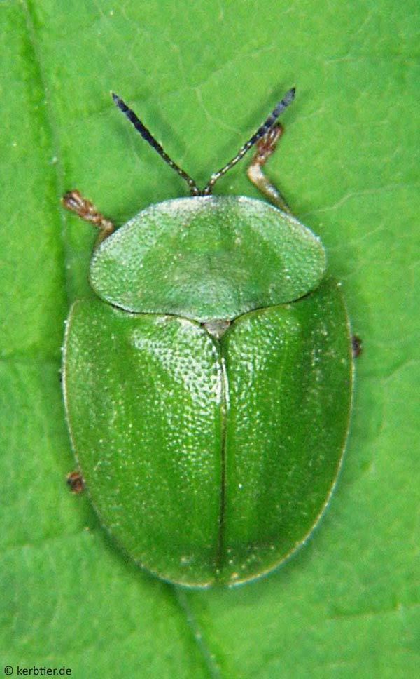 Cassida viridis Compare beetle photos Cassida viridis Cassida rubiginosa ID