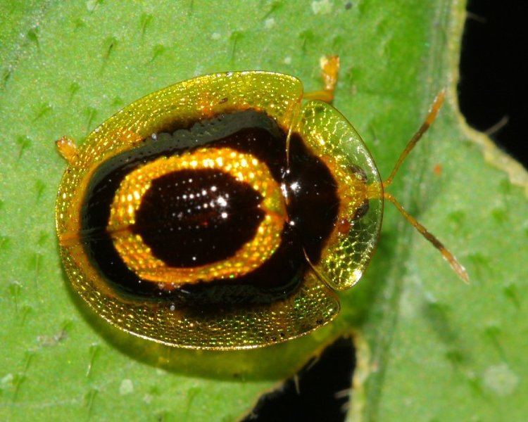 Cassidinae Target Beetle Charidotis cincticulus Chrysomelidae Cassidinae
