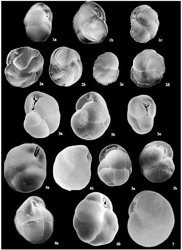 Cassidulina (foraminifera) wwwscieloclfbpeimgainpatv39n2art04img04jpg