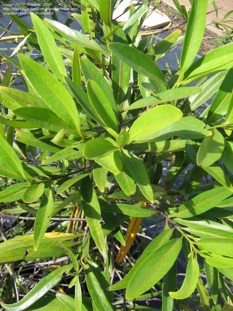 Cassine orientalis PlantFiles Pictures Bois d39Olive Bois Rouge False Olive Cassine