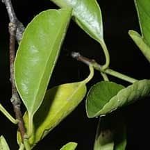 Cassine viburnifolia httpss31postimgorgnm47usgff090905sbwrd0137m