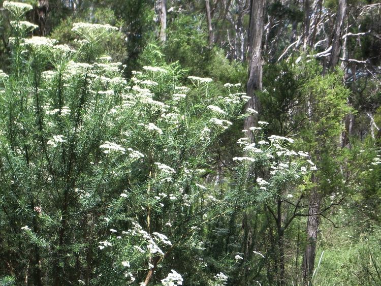 Cassinia aculeata Common Cassinia WT Landcare Flora Index