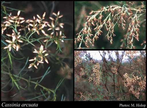 Cassinia arcuata Cassinia arcuata RBr FloraBase Flora of Western Australia