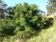 Cassinopsis ilicifolia httpsuploadwikimediaorgwikipediacommonsthu