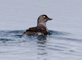 Cassin's auklet Cassin39s Auklet Identification All About Birds Cornell Lab of