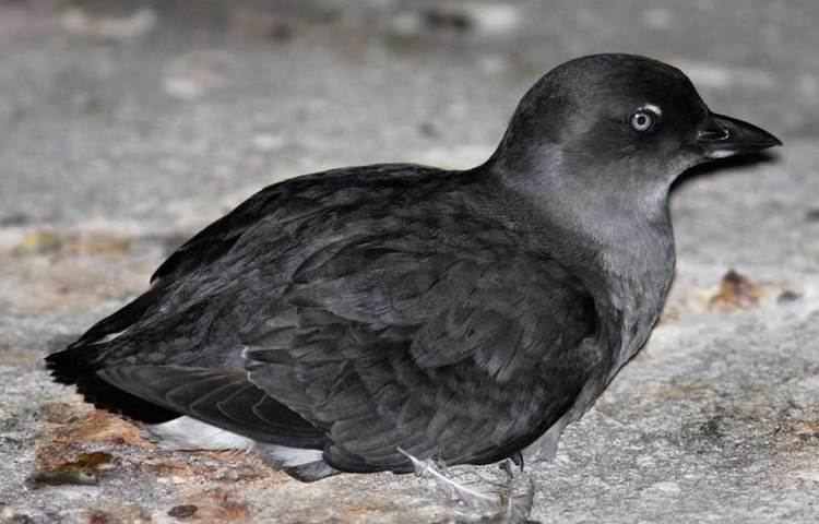 Cassin's auklet Hinterland Who39s Who Cassin39s Auklet