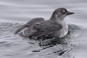 Cassin's auklet Cassin39s Auklet SIMoN