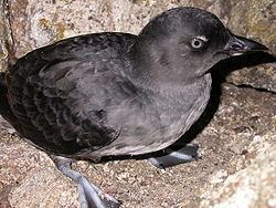 Cassin's auklet httpsuploadwikimediaorgwikipediacommonsthu