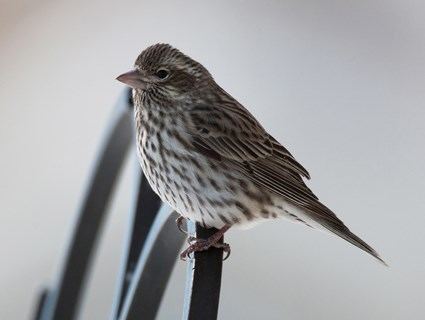 Cassin's finch httpswwwallaboutbirdsorgguidePHOTOLARGE20
