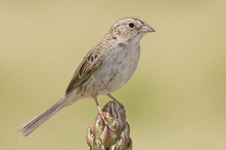 Cassin's sparrow Cassin39s Sparrow Audubon Field Guide