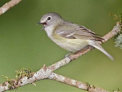 Cassin's vireo Cassin39s Vireo Identification All About Birds Cornell Lab of