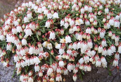 Cassiope What are alpine plants