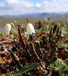 Cassiope tetragona httpsuploadwikimediaorgwikipediacommonsthu