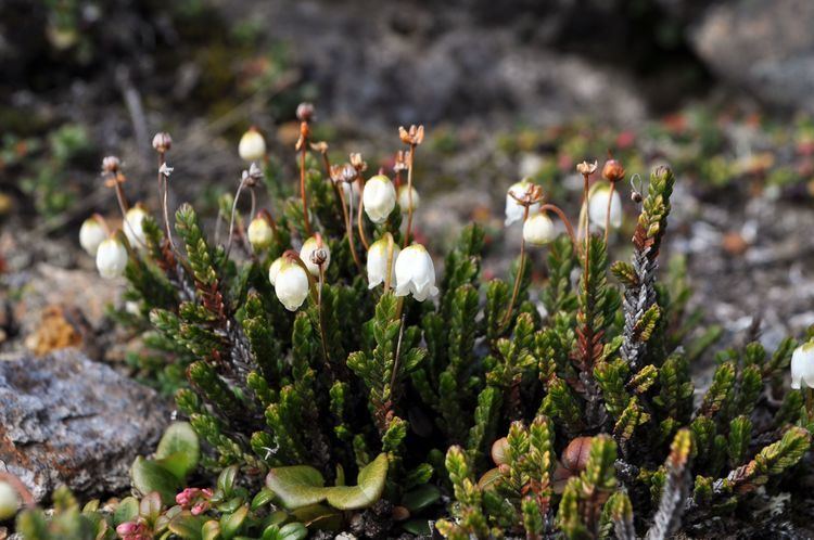 Cassiope tetragona Classification Arctic Flora of Canada and Alaska