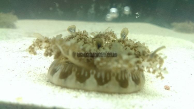 Cassiopea Upside Down Jellyfish Cassiopeia KP Aquatics