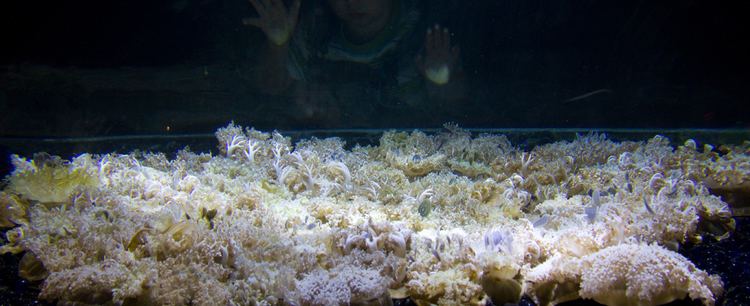 Cassiopea Upside Down Jellyfish Tennessee Aquarium