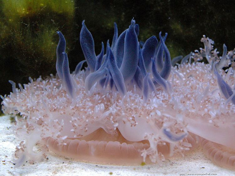 Cassiopea andromeda 9 Types Of Jellyfish With Perfect Pictures MostBeautifulThings